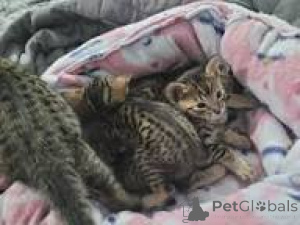 Zdjęcie №1. sawanna - na sprzedaż w Berno | 2774zł | Zapowiedź № 163291