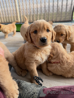 Zdjęcie №1. golden retriever - na sprzedaż w Praga | negocjowane | Zapowiedź №169352