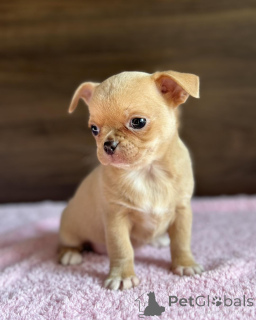 Zdjęcie №2. Produkty do pielęgnacji zwierząt domowych w Australia. Price - 1316zł. Zapowiedź № 147255