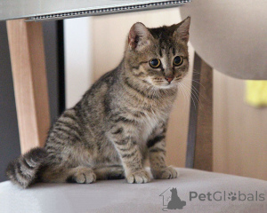 Zdjęcie №1.  - na sprzedaż w Moskova | Bezpłatny | Zapowiedź № 161450