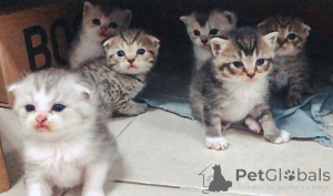 Zdjęcie №1. scottish fold - na sprzedaż w Affalterbach | negocjowane | Zapowiedź № 158809