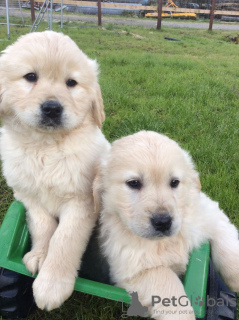 Zdjęcie №2 do zapowiedźy № 119100 na sprzedaż  golden retriever - wkupić się Belgia prywatne ogłoszenie, hodowca