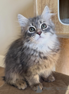 Zdjęcie №3. Sprzedam kota syberyjskiego zdrowego, zaszczepionego i socjalizowanego. Niemcy