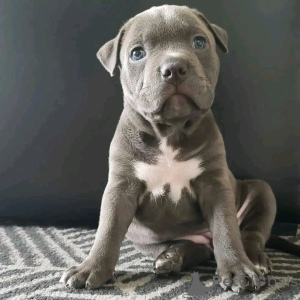 Zdjęcie №1. cane corso - na sprzedaż w Berlin | 2392zł | Zapowiedź №136341