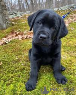 Zdjęcie №3. Labrador Retriever szczeniak. Belgia