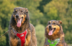 Zdjęcie №4. Sprzedam pies nierasowy w Moskova. prywatne ogłoszenie - cena - Bezpłatny