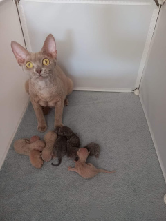 Zdjęcie №2 do zapowiedźy № 52168 na sprzedaż  devon rex - wkupić się Niemcy hodowca