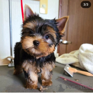 Zdjęcie №2 do zapowiedźy № 112297 na sprzedaż  yorkshire terrier - wkupić się Boliwia prywatne ogłoszenie