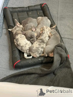 Zdjęcie №1. pies nierasowy - na sprzedaż w Aizlingen | 3348zł | Zapowiedź №159562