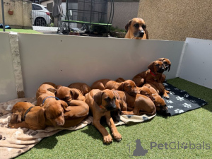 Zdjęcie №1. rhodesian ridgeback - na sprzedaż w Halmstad | negocjowane | Zapowiedź №169702