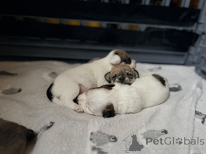 Zdjęcie №1. maltipu - na sprzedaż w Arizona City | 1622zł | Zapowiedź №163984