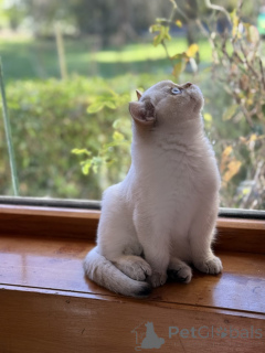 Zdjęcie №3. Rodowód brytyjskie kocięta. Australia