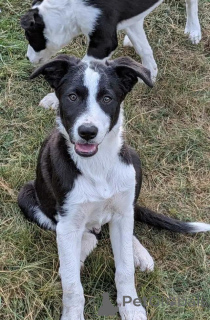 Zdjęcie №1. border collie - na sprzedaż w Lörrach | 2774zł | Zapowiedź №175980
