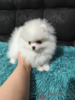 Zdjęcie №3. Biały Mini Pomeranian Spio Boo w Gruzji.. Gruzja