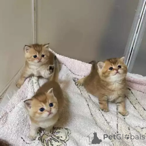 Zdjęcie №1. kot brytyjski krótkowłosy - na sprzedaż w Münchberg | 1818zł | Zapowiedź № 167261