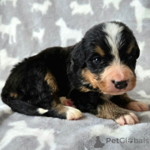 Zdjęcie №2 do zapowiedźy № 136027 na sprzedaż  berneński pies pasterski - wkupić się Niemcy 