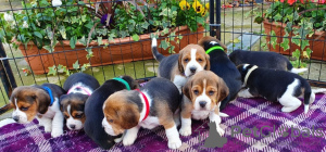 Zdjęcie №1. beagle (rasa psa) - na sprzedaż w Dubai | 1581zł | Zapowiedź №13790