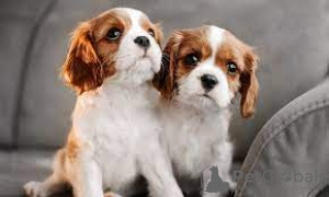 Zdjęcie №1. cavalier king charles spaniel - na sprzedaż w Лентварис | 1884zł | Zapowiedź №116176