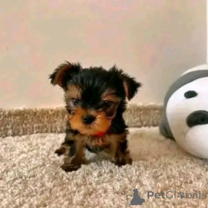 Zdjęcie №3. Teacup Yorkie Puppy do adopcji. USA