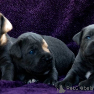 Zdjęcie №2 do zapowiedźy № 7469 na sprzedaż  cane corso - wkupić się Ukraina prywatne ogłoszenie