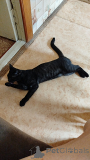 Zdjęcie №3. Bengal Leopard. Federacja Rosyjska