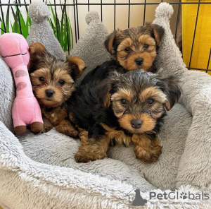 Zdjęcie №1. yorkshire terrier - na sprzedaż w Berlin | negocjowane | Zapowiedź №119709