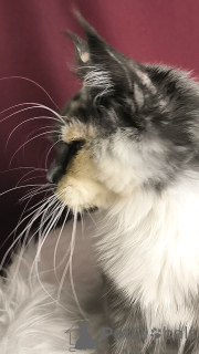 Zdjęcie №2 do zapowiedźy № 156805 na sprzedaż  maine coon - wkupić się Holandia hodowca