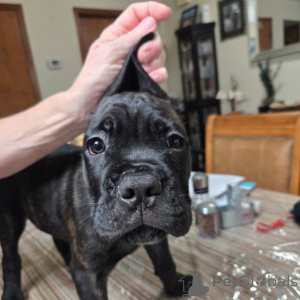 Zdjęcie №2 do zapowiedźy № 158577 na sprzedaż  cane corso - wkupić się Szwajcaria hodowca