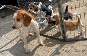 Zdjęcie №3. Szczenięta Beagle. Belgia