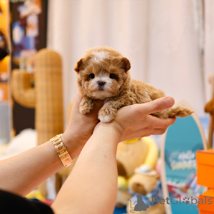 Zdjęcie №3. Słodki szczeniak Maltipu. USA