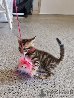 Zdjęcie №4. Sprzedam toyger w Dublin. hodowca - cena - 1674zł