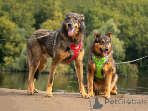 Zdjęcie №1. pies nierasowy - na sprzedaż w Moskova | Bezpłatny | Zapowiedź №152308