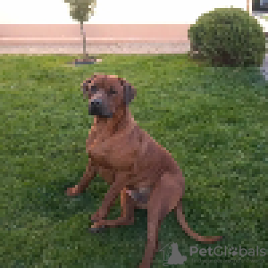 Zdjęcie №4. Sprzedam rhodesian ridgeback w Janopol. hodowca - cena - 2093zł