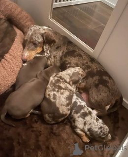 Zdjęcie №4. Sprzedam jamnik w Anderu.  - cena - Bezpłatny