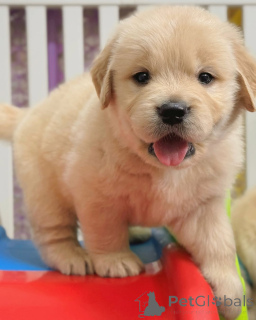 Zdjęcie №3. Szczenięta Golden Retrievera.. Finlandia