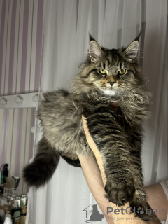 Zdjęcie №2 do zapowiedźy № 127836 na sprzedaż  maine coon - wkupić się Białoruś od żłobka