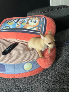 Zdjęcie №4. Sprzedam pies nierasowy w Bergen Op Zoom. prywatne ogłoszenie - cena - negocjowane