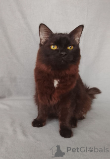 Zdjęcie №1.  - na sprzedaż w Rzeka Moskwa | Bezpłatny | Zapowiedź № 164495