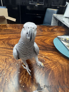 Zdjęcie №1.  - na sprzedaż w Berlin | Bezpłatny | Zapowiedź №162289