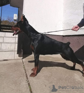 Dodatkowe zdjęcia: Doberman NAJLEPSZE szczenięta