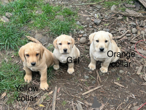 Zdjęcie №3. 5 Żółty Labrador Szczenięta. Austria