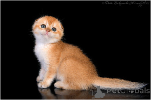 Zdjęcie №3. Szynszyla złocista z uszami. Federacja Rosyjska