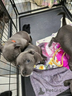 Zdjęcie №2 do zapowiedźy № 161594 na sprzedaż  staffordshire bull terrier - wkupić się Luksemburg prywatne ogłoszenie, hodowca
