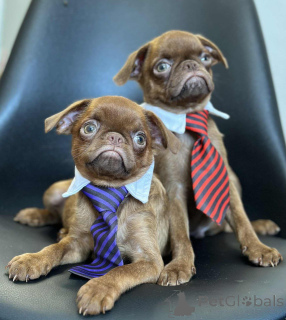 Zdjęcie №4. Sprzedam gryfonik brukselski w Somb. hodowca - cena - 7175zł