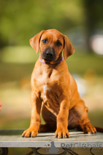 Dodatkowe zdjęcia: Szczenięta Rhodesian Ridgeback