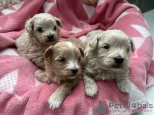 Zdjęcie №2 do zapowiedźy № 131224 na sprzedaż  maltipu - wkupić się USA prywatne ogłoszenie