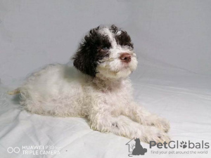 Zdjęcie №2 do zapowiedźy № 79530 na sprzedaż  lagotto romagnolo - wkupić się Serbia 