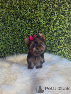 Zdjęcie №3. Urocze szczenięta Yorkshire Terrier Mikro, zdrowe, zaszczepione i gotowe na. Republika Czeska