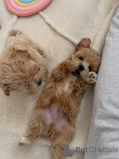 Zdjęcie №3. Dostępne są figlarne szczenięta Apricot Maltipoo, samce i suczki. Holandia