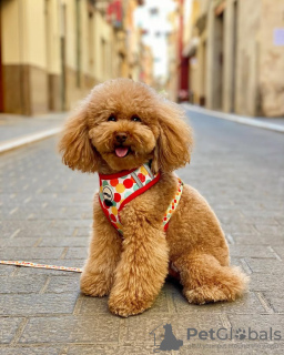 Zdjęcie №2 do zapowiedźy № 132651 na sprzedaż  pudel (zabawka) - wkupić się Portugalia hodowca